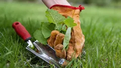 Zahrada v ohrožení plevelem: nejnebezpečnější rostliny na jaře ovládnou pozemek